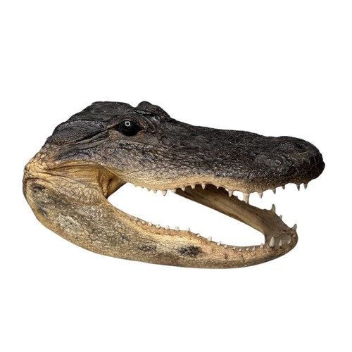 Alligator head taxidermy - alligator,