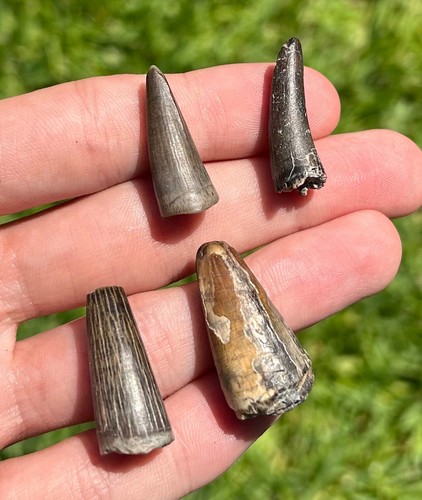 Niger fossil crocodile teeth - niger,