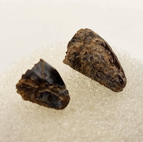 Borealosuchus/Brachychampsa