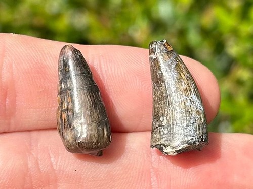 Niger fossil crocodile teeth - niger,